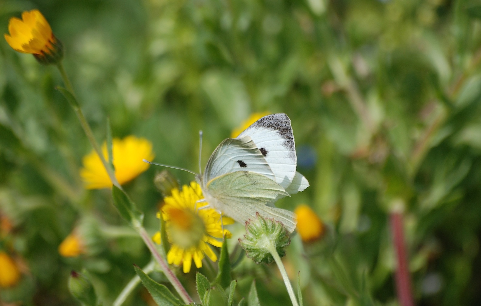 Pieris brassicae ? - Si